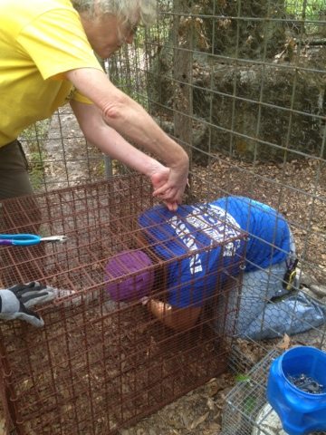 Volunteer Sharon and Interns working on Tommie Girl the bobcat's cage