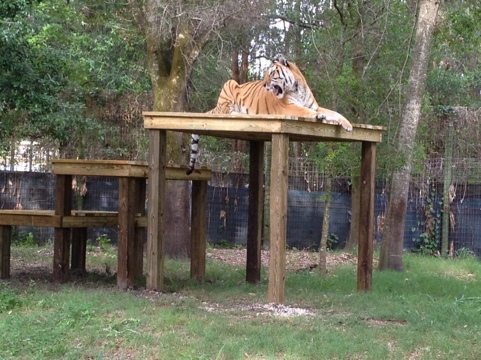 Nik the tiger bounds up to the top level of his huge observation deck