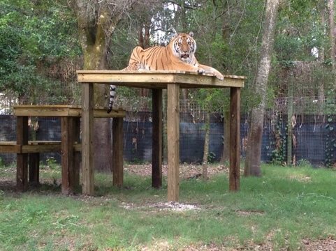 Nik the tiger might never come down