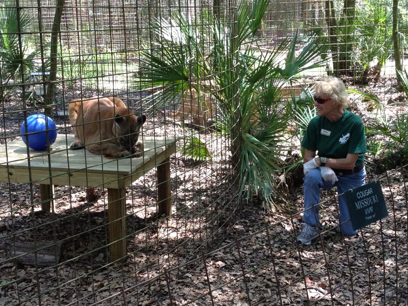 Today at Big Cat Rescue Apr 4 Cougar Cody platform Phyl