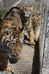 Tigers live in barren overcrowded conditions all over the U.S.