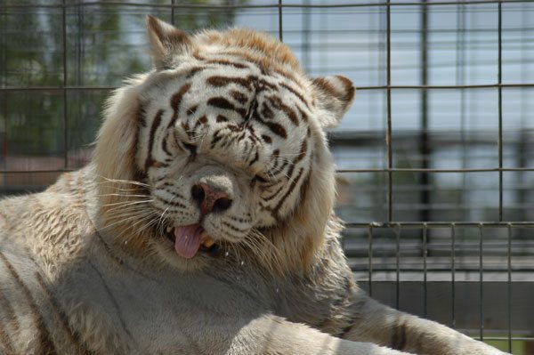 Deformed white tigers are the norm in captive collections