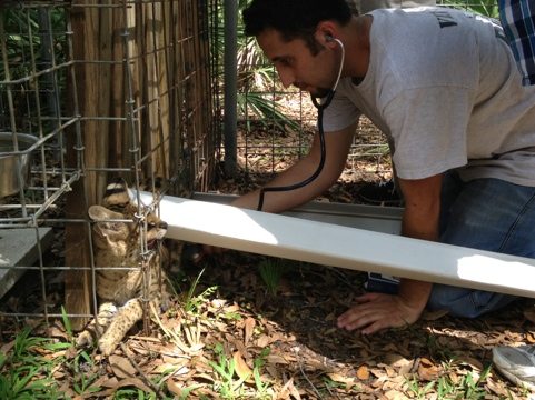 Dr Justin Boorstein listens to Cybil Serval's heart