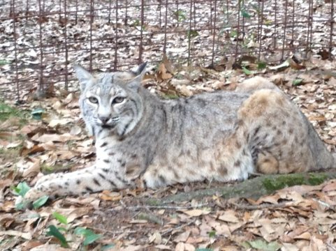 Divinity the fur farm rescue bobcat waits patiently for her dinner