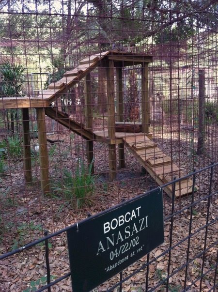 Bobcat atop jungle gym built by volunteer husband and wife; the Holleys