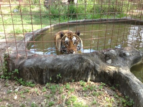 Tiger about to pounce from his spring fed pool