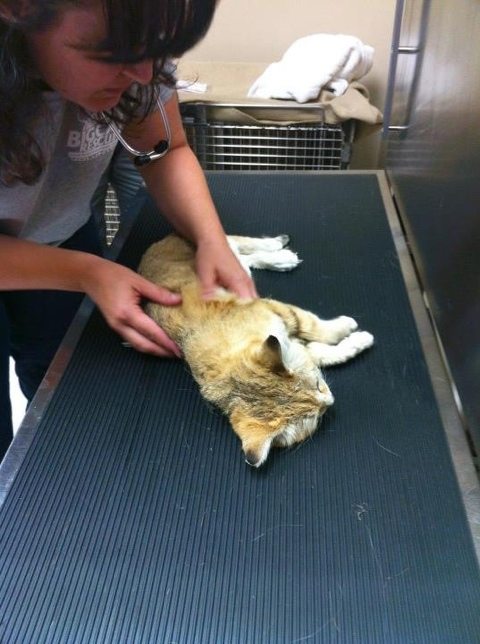 Dr Wynn checks out Canyon the Sand Cat  Today at Big Cat Rescue May 8 Ohio HR 483 Testimony 20120508 221012