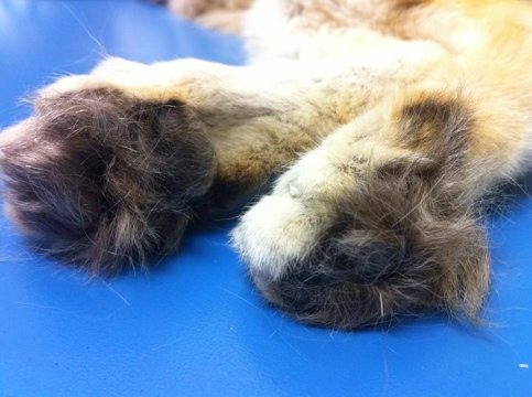Sandcat feet are furred for waling on hot desert sands