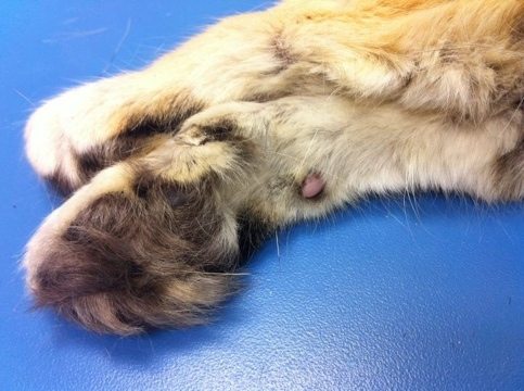Sand cats win cute footsie contest, paws down!