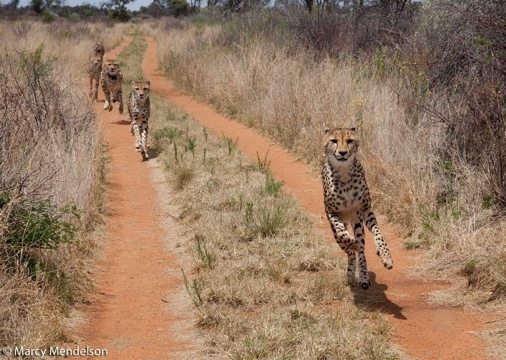 Cheetah running free; the way it should be