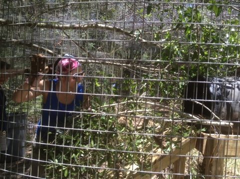 Canyon being seen by vet, so volunteers overhaul cage