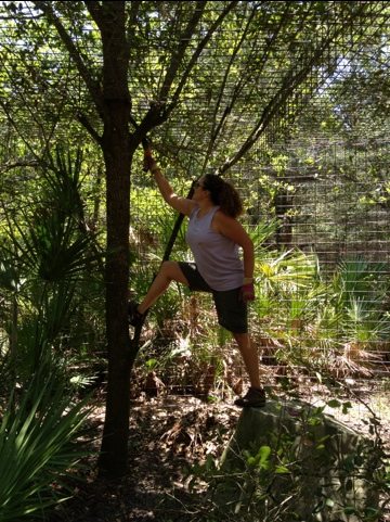 President Jamie Veronica trims some trees in the cougar cat-a-tat  Today at Big Cat Rescue May 23 20120523 130529