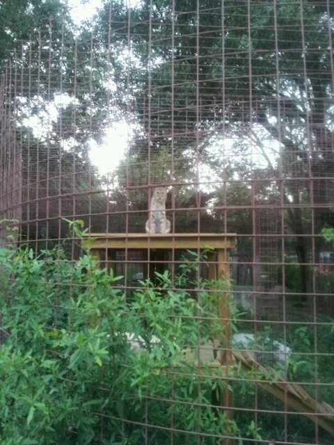 Bailey the bobcat watches Interns cleaning the tiger ponds