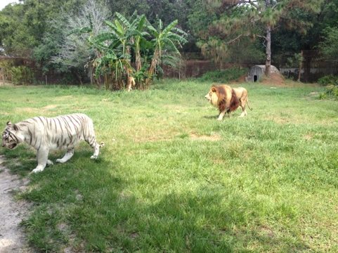 Zabu the white tiger leads the way to their cave