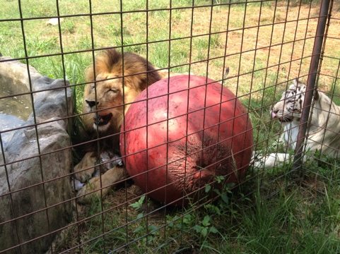 Cameron the lion and Zabu the white tiger playing w/ toys by pond