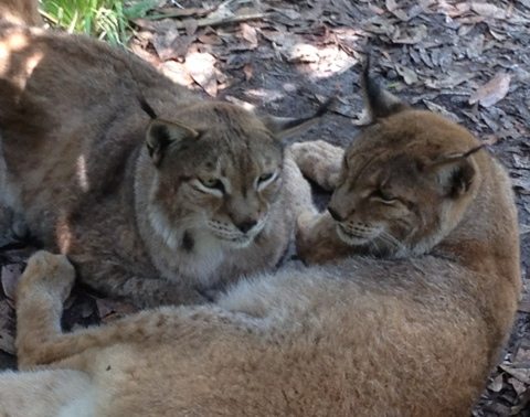 Natasha and Willow the Siberian Lynx are never far from each other