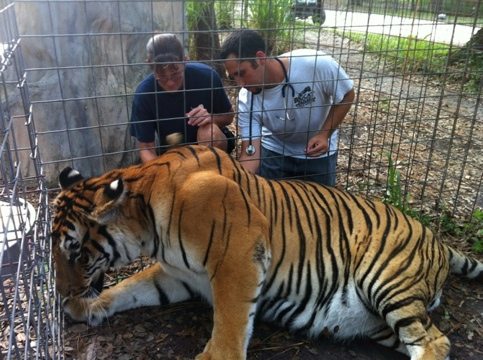 Gale distracts tiger so Dr. Boorstein can give him his vaccines
