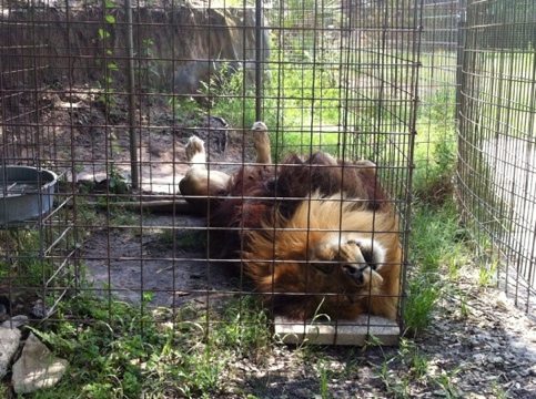 Cameron the lion falls asleep in lockout waiting for dinner time