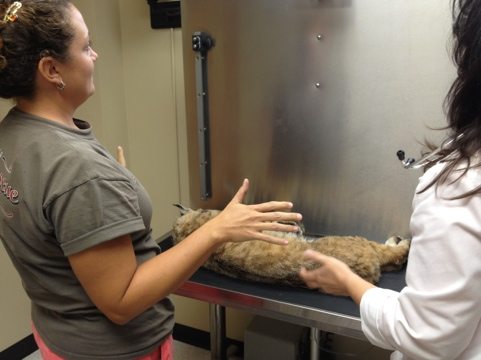 Crazy Horse the bobcat has gained half a pound since his last visit