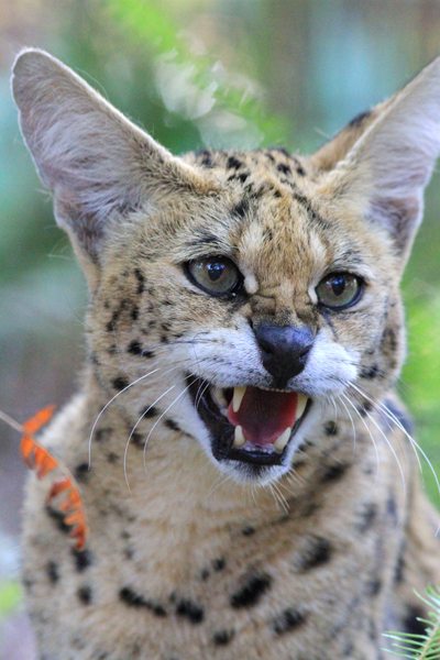 Servals, like Cleo Cat Tra have become the next biggest cat people buy since they cannot trade in great cats and cougars as pets across state lines