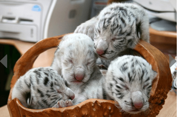 Inbred White tiger gives birth in Ukraine WhiteTigerCubsBaskin2012 05 13 at 6
