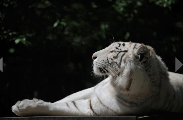Inbred White tiger gives birth in Ukraine WhiteTigerCubsMom2012 05 13 at 6