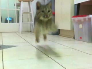 The Rufus bobcat kitten Bounce
