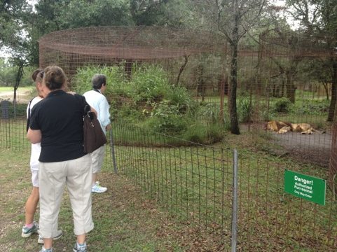 Marie Collart and friends visit Joseph and Sasha the lions