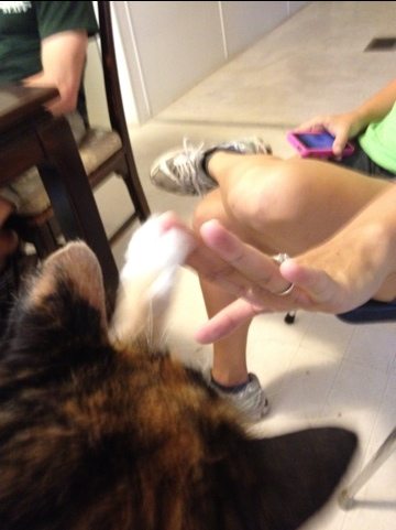Callie the calico gives Jamie a High Five at the planning meeting