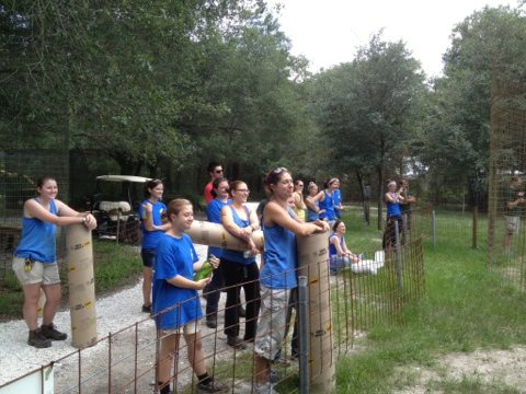 Interns and volunteers hand out enrichment to the big cats