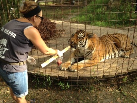Volunteer Barbara Frank does operant conditioning w/ Texas tigers