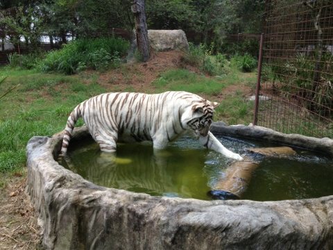 Zabu the white tiger plays with enrichment at Big Cat Rescue