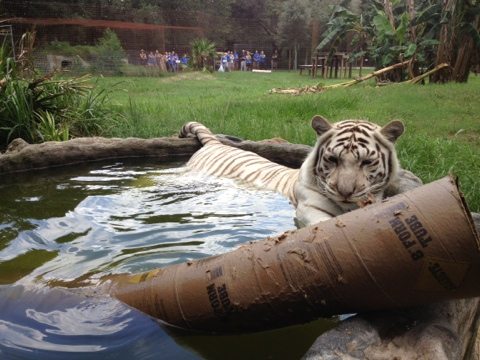 Zabu the white tiger drowns her enrichment at Big Cat Rescue