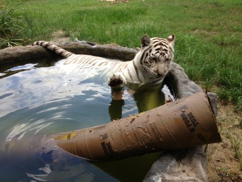 Zabu the white tiger swats her enrichment at Big Cat Rescue
