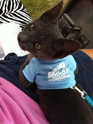 Big Cat Rescue's bobtailed kitten mascot named TeeGray