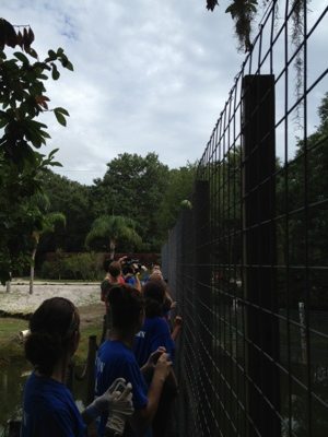 Volunteers hiking enrichment into the lake for the tigers