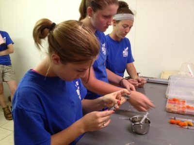 Big Cat Rescue Interns learn how to use sedation equipment 