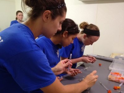 Big Cat Rescue Interns learn how to use sedation equipment 