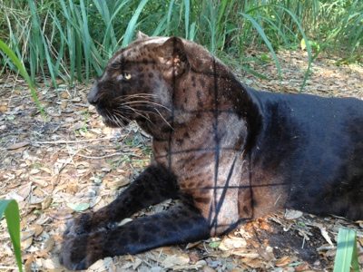Signs of captivity shadowed on this magnificent black leopard