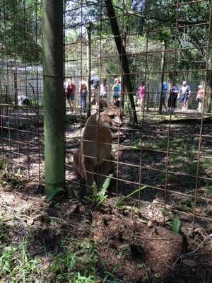Cougar finds camera man to be more interesting than this tour
