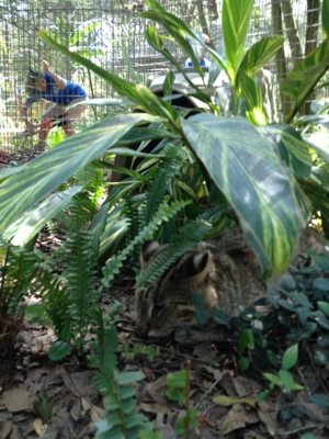 Leopard cat peeks out from under lush plantings to watch