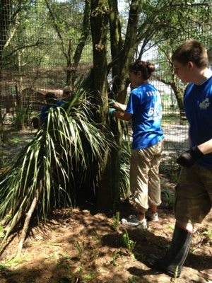 Volunteers will make tiki huts for some of the cats from fronds