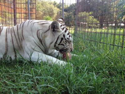 Zabu the white tiger enjoys a snack on a hot June afternoon  Today at Big Cat Rescue June 30 20120630 171014