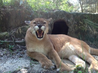 Hard to believe that it used to be legal in FL to have as a pet!  Today at Big Cat Rescue June 30 20120630 171019