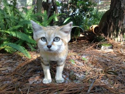 Right size, but still wrong temperament for a pet; sandcat