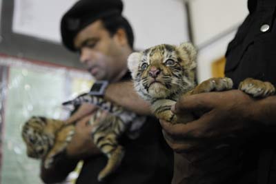 Three tiger cubs poached from Sunderbans for sale