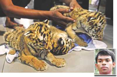 Sunderban Tiger Cubs Smuggled 2012