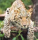 Sundari  Sundari leopardSundari