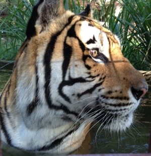 Alex tiger takes a dip in the pool