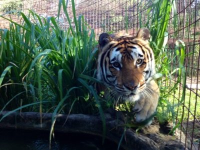 Alex the tiger bounds out of the grass into the pool